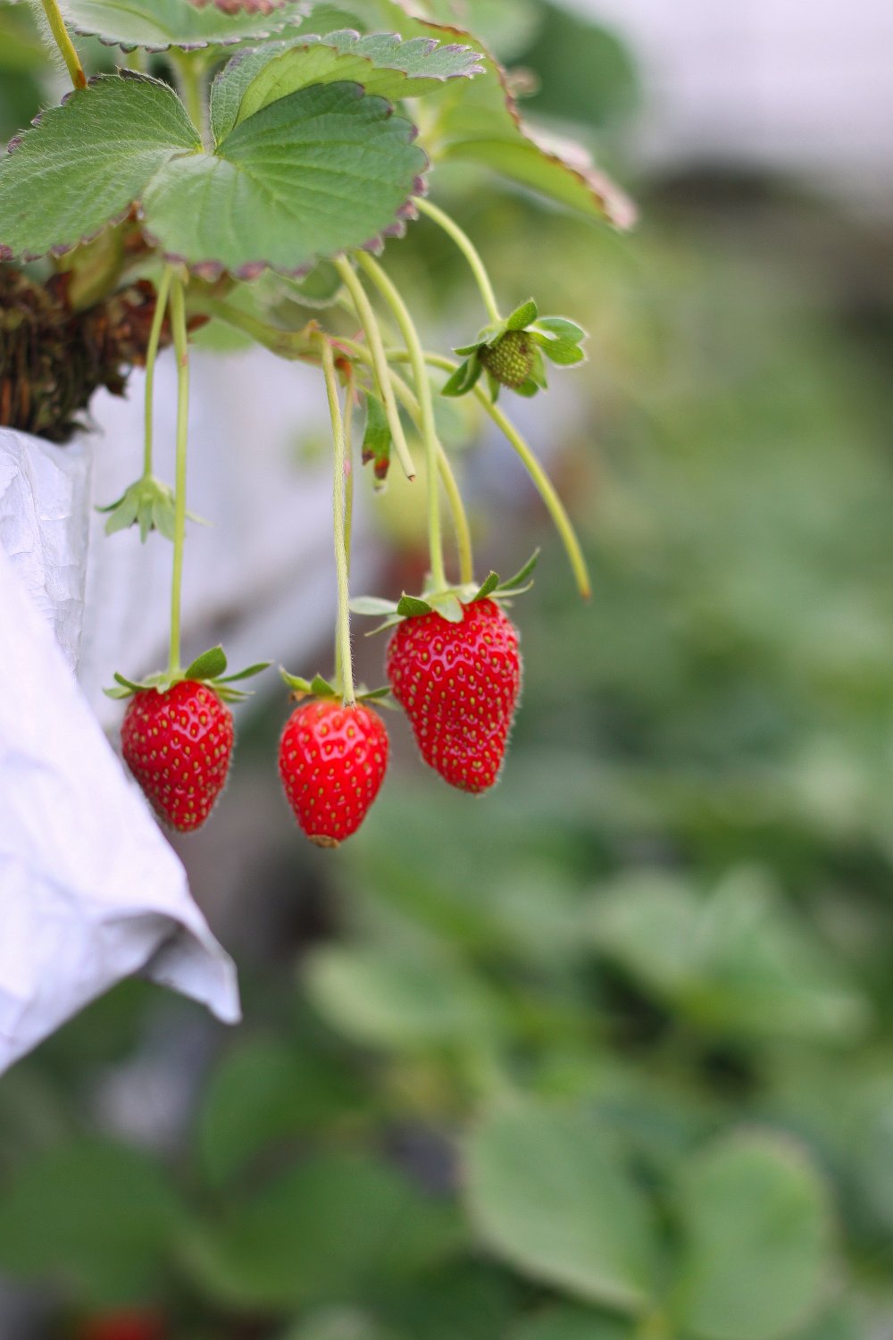 Köp en odlingsram till dina jordgubbar